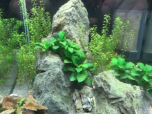 Друзья! Добро пожаловать в «Аптекарский огород»!