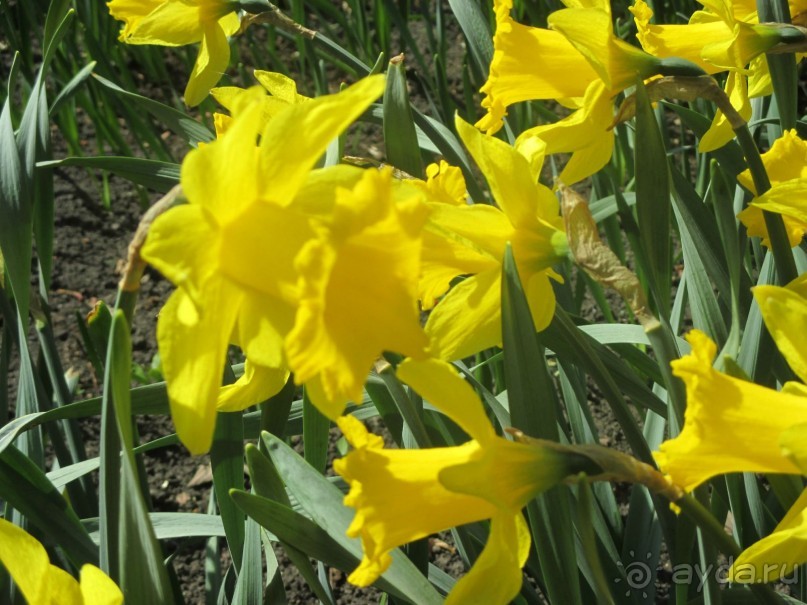 Друзья! Добро пожаловать в «Аптекарский огород»!