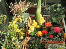 Друзья! Добро пожаловать в «Аптекарский огород»!