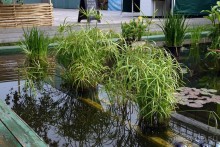 Друзья! Добро пожаловать в «Аптекарский огород»!