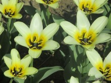 Друзья! Добро пожаловать в «Аптекарский огород»!