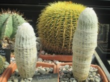 Друзья! Добро пожаловать в «Аптекарский огород»!