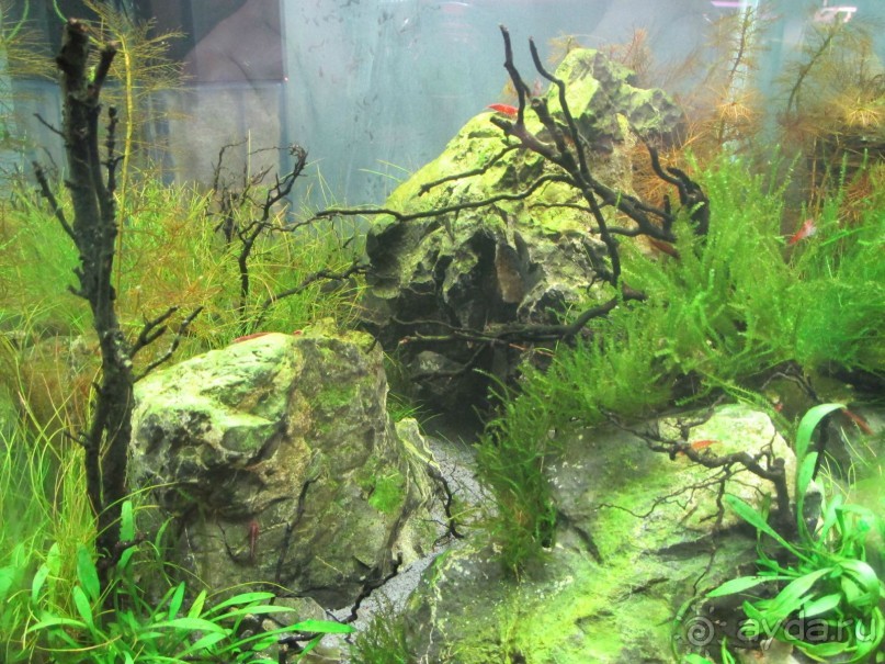 Друзья! Добро пожаловать в «Аптекарский огород»!