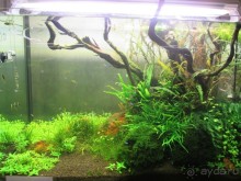 Друзья! Добро пожаловать в «Аптекарский огород»!