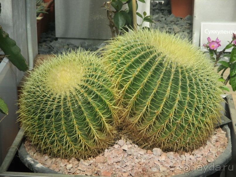 Друзья! Добро пожаловать в «Аптекарский огород»!