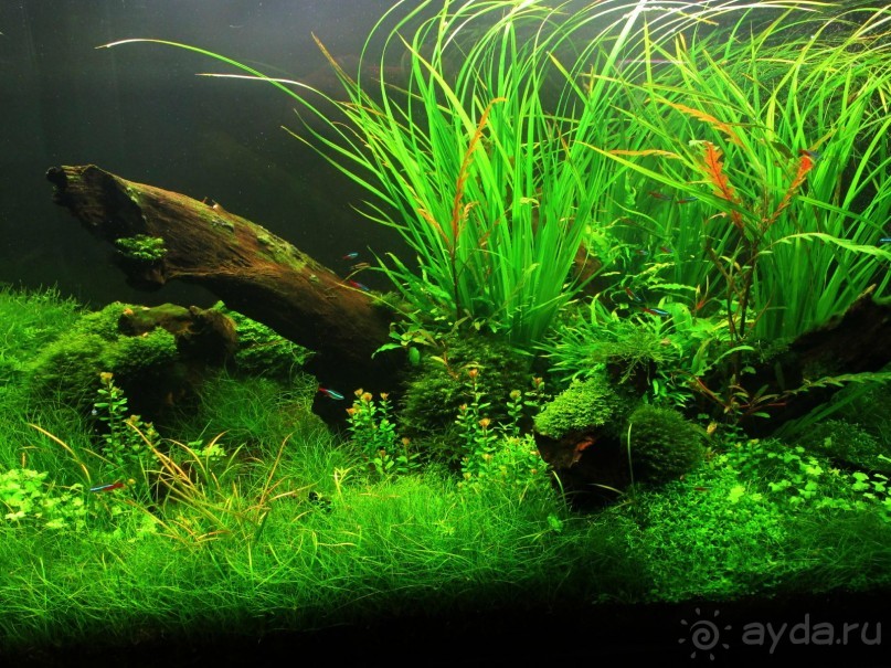 Друзья! Добро пожаловать в «Аптекарский огород»!