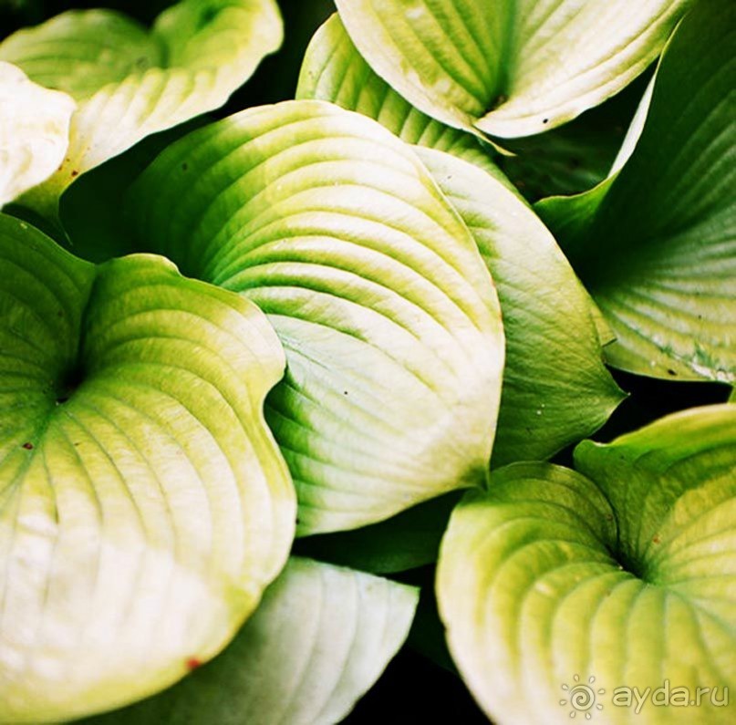 Друзья! Добро пожаловать в «Аптекарский огород»!