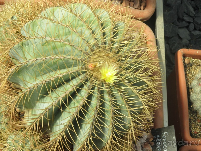 Друзья! Добро пожаловать в «Аптекарский огород»!