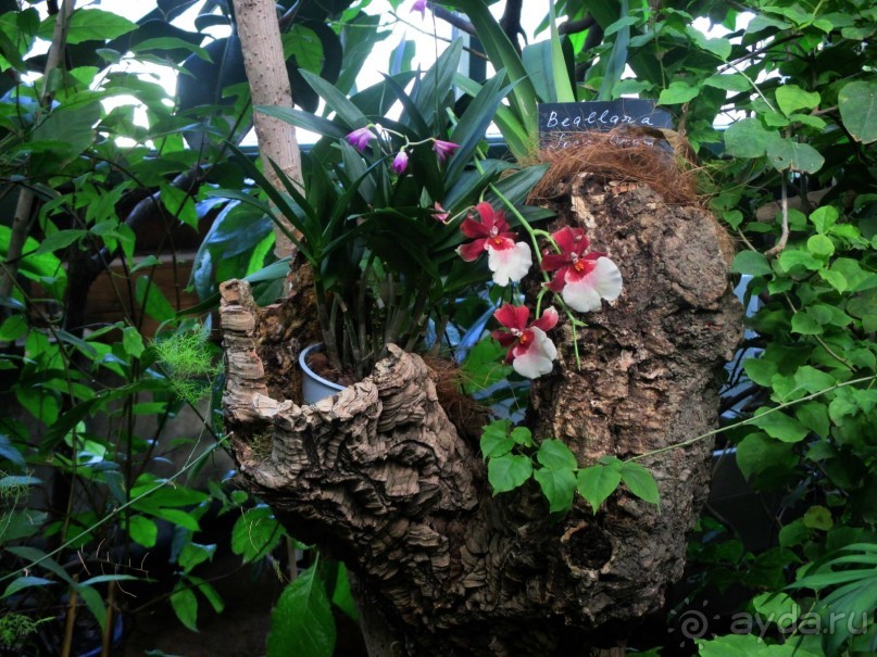 Друзья! Добро пожаловать в «Аптекарский огород»!