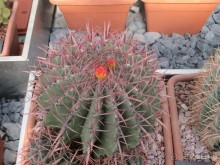 Друзья! Добро пожаловать в «Аптекарский огород»!