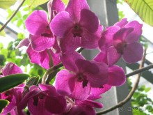 Друзья! Добро пожаловать в «Аптекарский огород»!