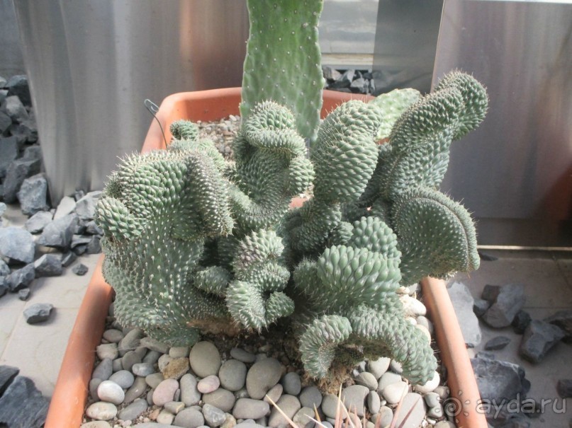 Друзья! Добро пожаловать в «Аптекарский огород»!