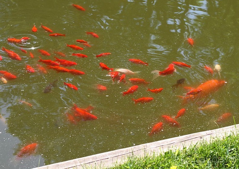 Друзья! Добро пожаловать в «Аптекарский огород»!