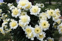 Друзья! Добро пожаловать в «Аптекарский огород»!