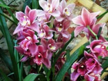 Друзья! Добро пожаловать в «Аптекарский огород»!