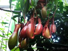 Друзья! Добро пожаловать в «Аптекарский огород»!