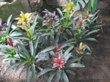 Друзья! Добро пожаловать в «Аптекарский огород»!