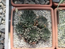 Друзья! Добро пожаловать в «Аптекарский огород»!