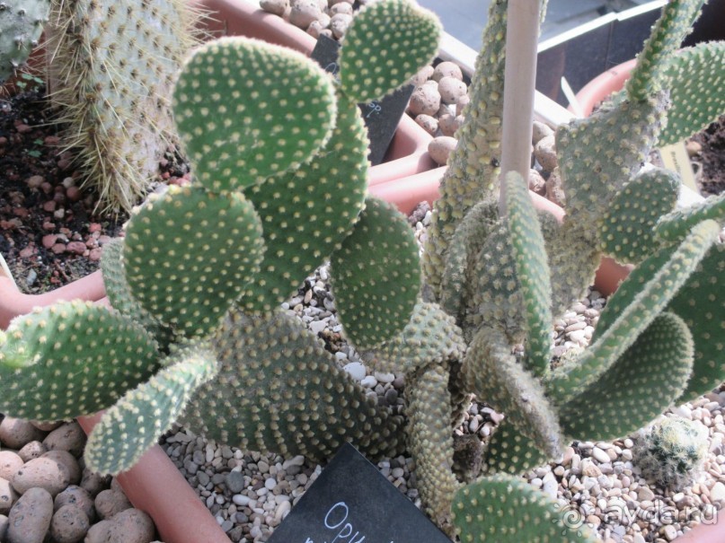 Друзья! Добро пожаловать в «Аптекарский огород»!