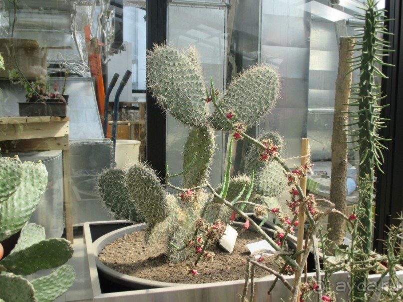 Друзья! Добро пожаловать в «Аптекарский огород»!