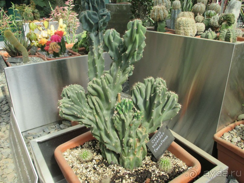 Друзья! Добро пожаловать в «Аптекарский огород»!