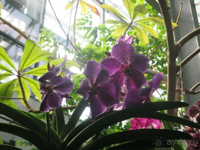 Друзья! Добро пожаловать в «Аптекарский огород»!