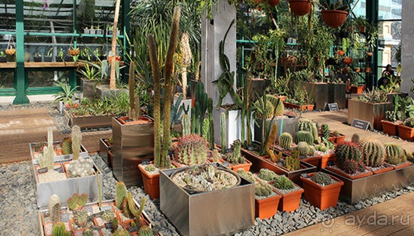 Друзья! Добро пожаловать в «Аптекарский огород»!