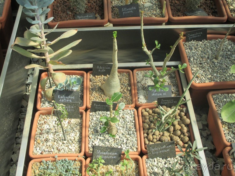 Друзья! Добро пожаловать в «Аптекарский огород»!