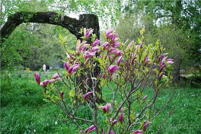 Друзья! Добро пожаловать в «Аптекарский огород»!