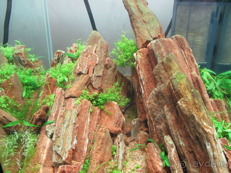 Друзья! Добро пожаловать в «Аптекарский огород»!