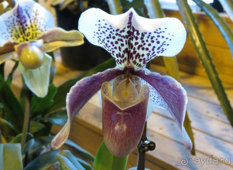 Друзья! Добро пожаловать в «Аптекарский огород»!