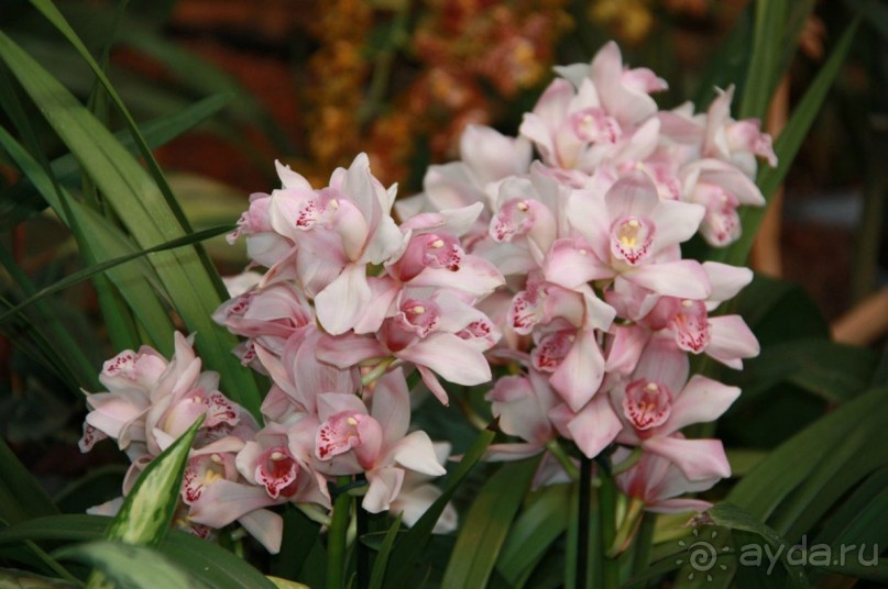 Друзья! Добро пожаловать в «Аптекарский огород»!