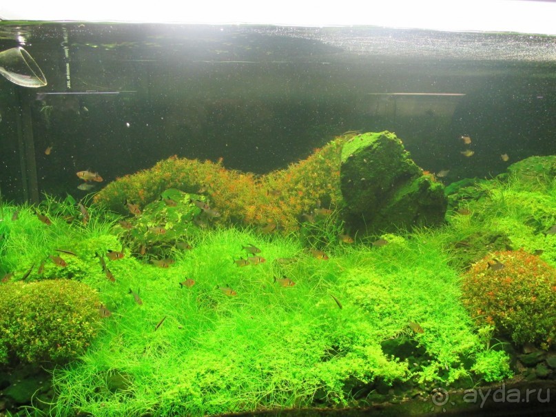 Друзья! Добро пожаловать в «Аптекарский огород»!