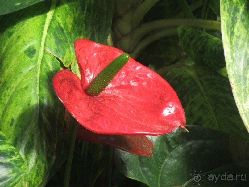 Друзья! Добро пожаловать в «Аптекарский огород»!