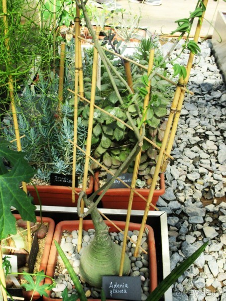 Друзья! Добро пожаловать в «Аптекарский огород»!