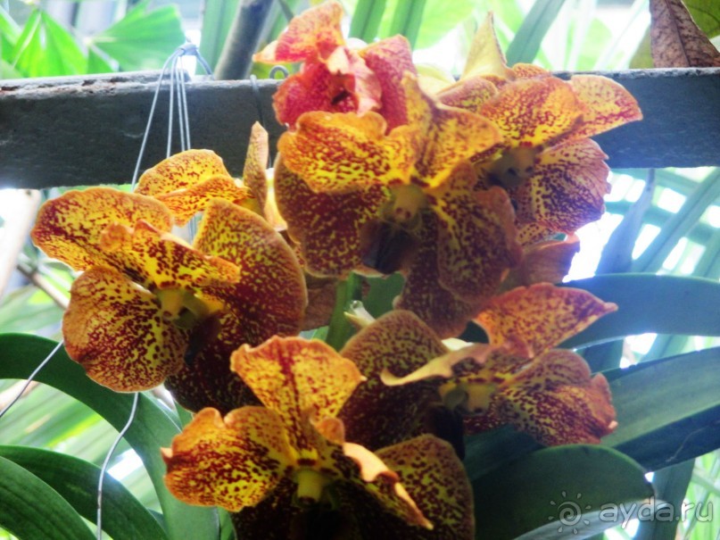 Друзья! Добро пожаловать в «Аптекарский огород»!