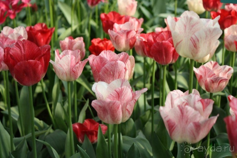 Друзья! Добро пожаловать в «Аптекарский огород»!