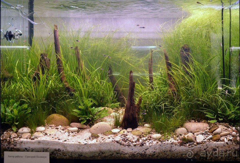 Друзья! Добро пожаловать в «Аптекарский огород»!