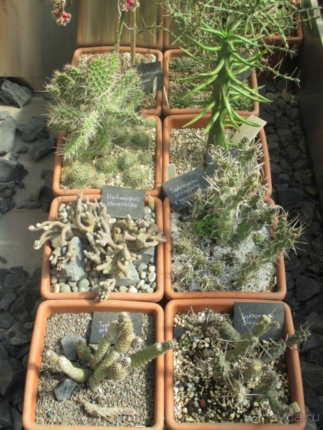 Друзья! Добро пожаловать в «Аптекарский огород»!