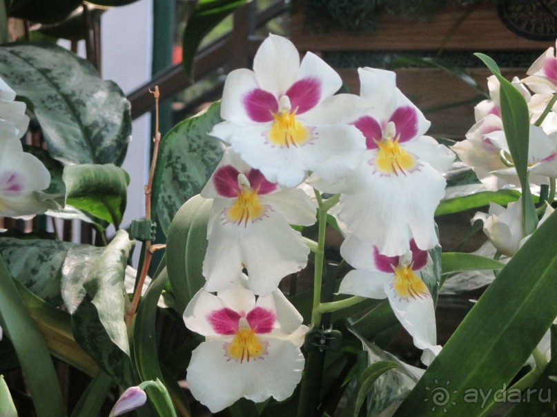 Друзья! Добро пожаловать в «Аптекарский огород»!