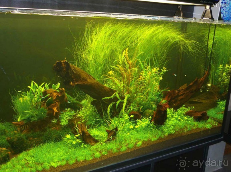 Друзья! Добро пожаловать в «Аптекарский огород»!