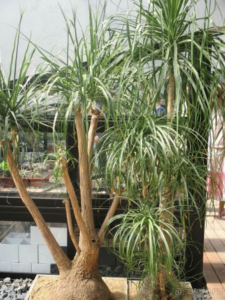 Друзья! Добро пожаловать в «Аптекарский огород»!