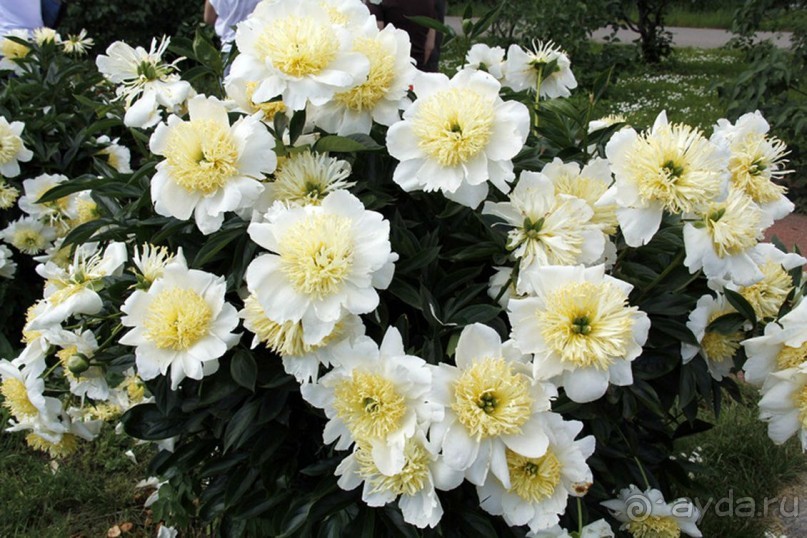 Друзья! Добро пожаловать в «Аптекарский огород»!