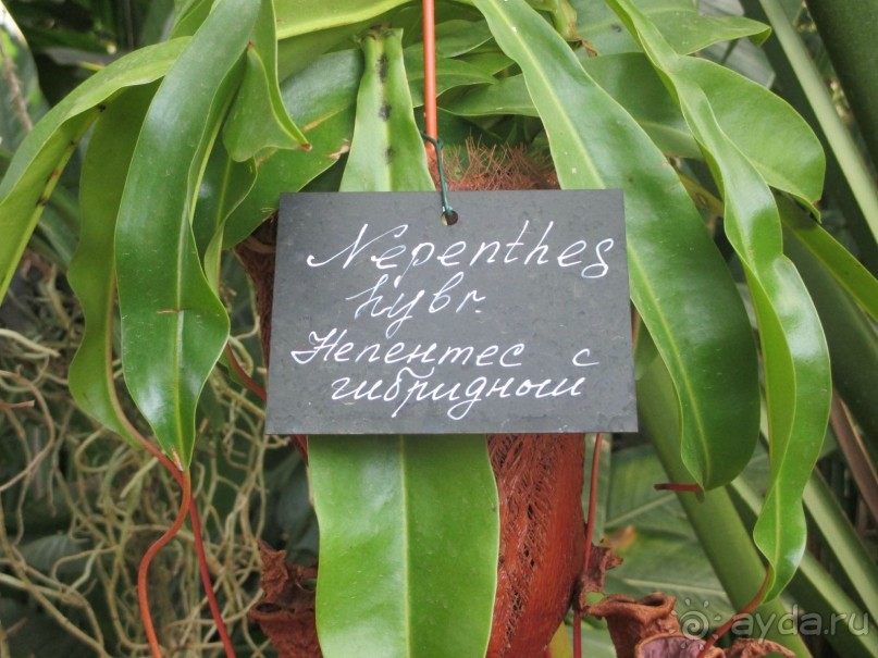 Друзья! Добро пожаловать в «Аптекарский огород»!