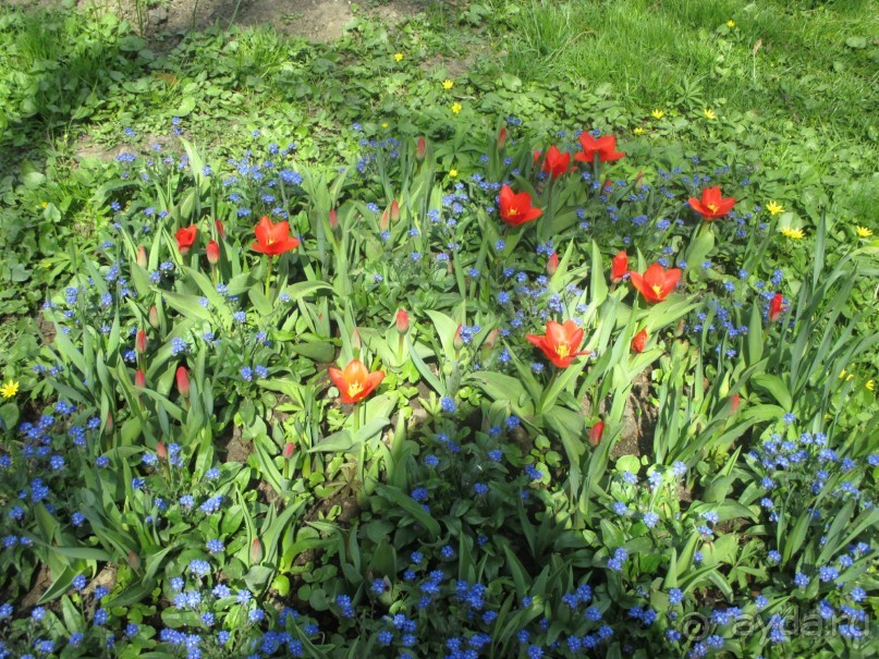 Друзья! Добро пожаловать в «Аптекарский огород»!