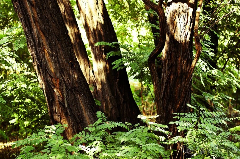 Друзья! Добро пожаловать в «Аптекарский огород»!