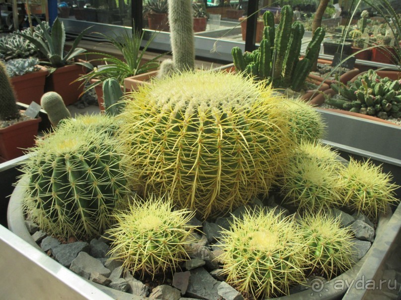 Друзья! Добро пожаловать в «Аптекарский огород»!