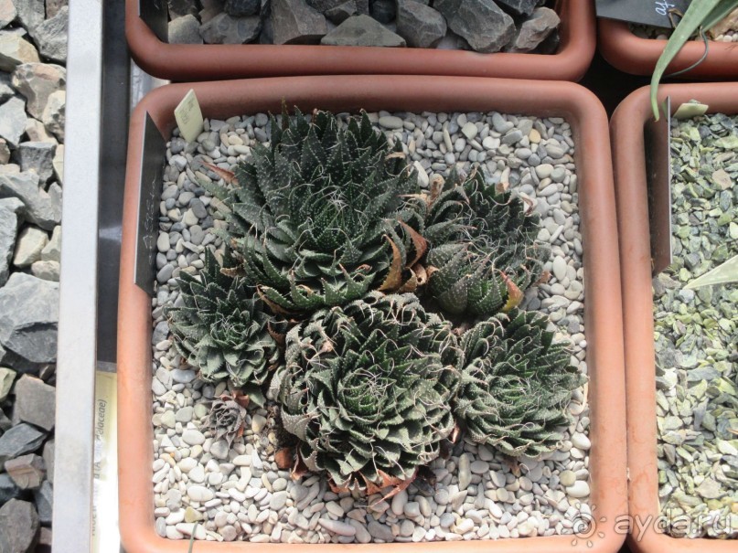 Друзья! Добро пожаловать в «Аптекарский огород»!