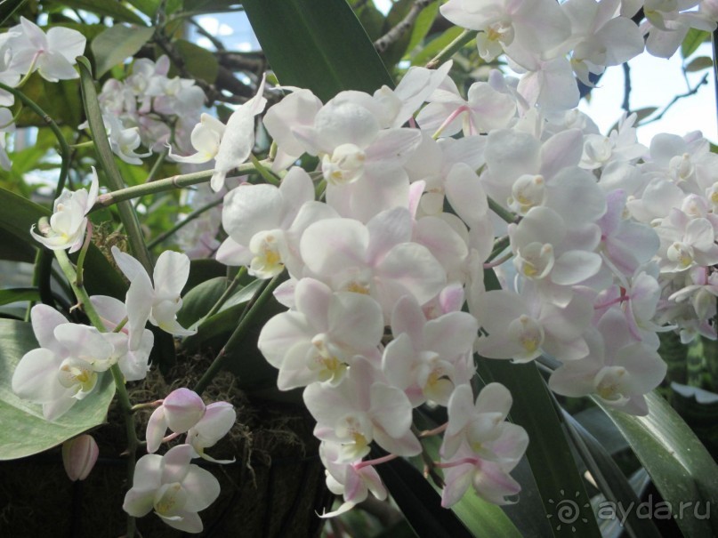 Друзья! Добро пожаловать в «Аптекарский огород»!