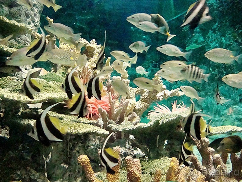 Бархатный ноябрь 2016. Сочи. Инструкция по применению. Часть 2.